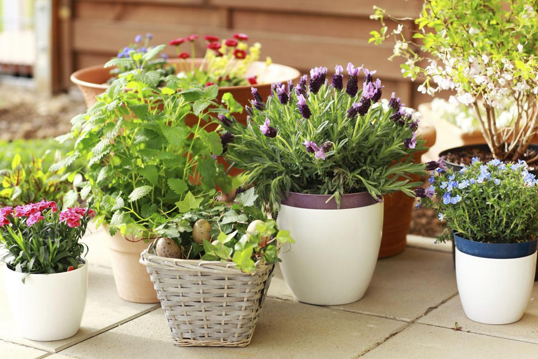 Planters & Pots: Elevate Your Space with Stylish Greenery