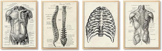 Ohhvvow Human Anatomy Artwork Medical Wall Art Canvas, 8 * 10 Inch Muscle by Ohhvvow